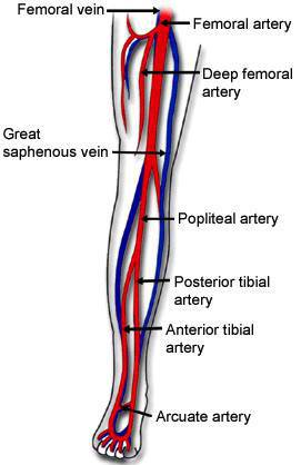 Blood vessels of the leg