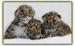 Clouded Leopard Kittens